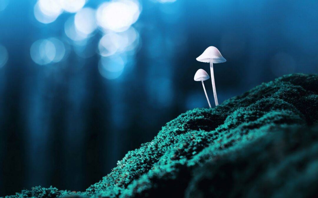 Psychedelics Research and Psilocybin Therapy