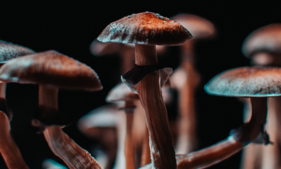 Psychedelic Drugs Market revenue to exceed USD 12 Billion by 2035, says Research Nester