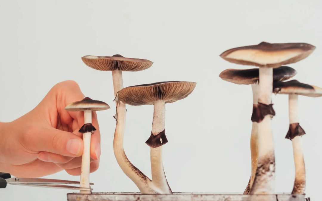 Clinical trial investigating psilocybin for opioid addiction approved