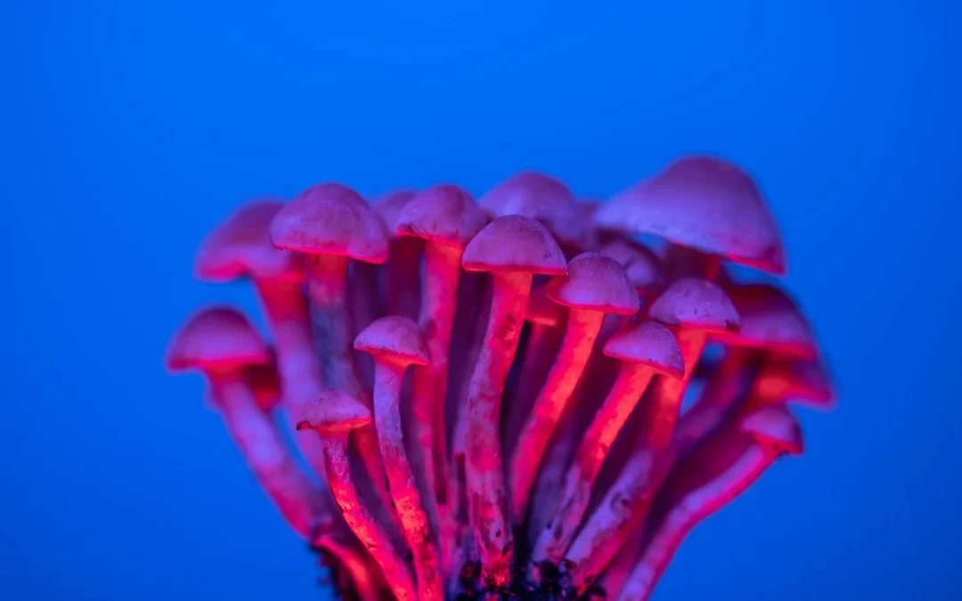 Psychedelic research receives Young Investigator Grants