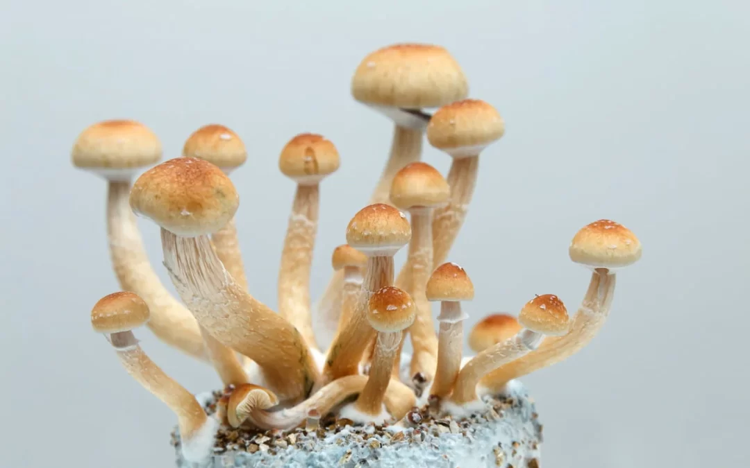 Psilocybin for major depression trial shows positive results