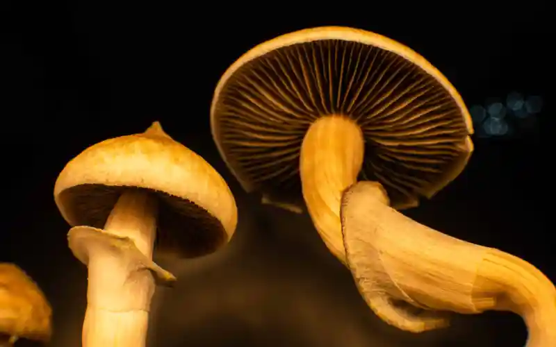 Psychedelics Offer A New Mode Of Grief Therapy, But There’s A Catch