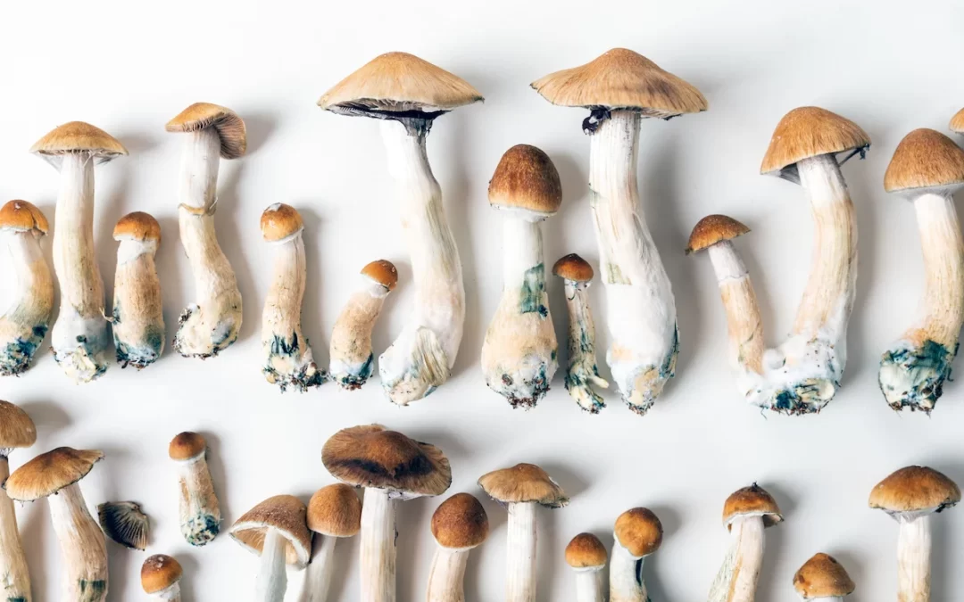 How psychedelics could help those living with alcohol use disorders