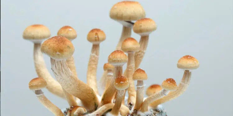 Meta-analysis highlights potential of psilocybin therapy for treatment-resistant depression