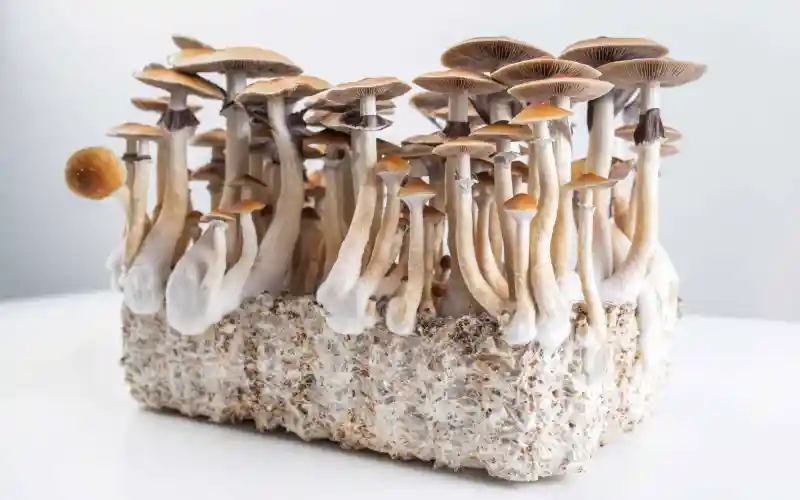 Can Psilocybin Treat Eating Disorders? A New Study Aims To Find Out